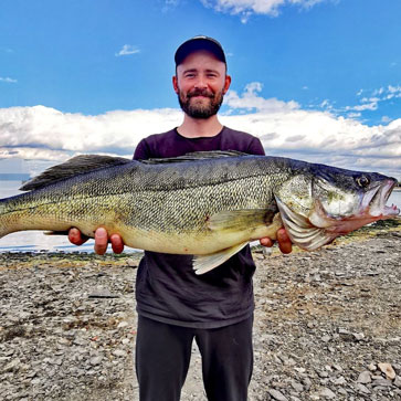 Трофейный судак