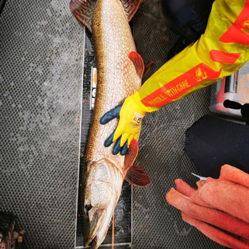 Судак в воде